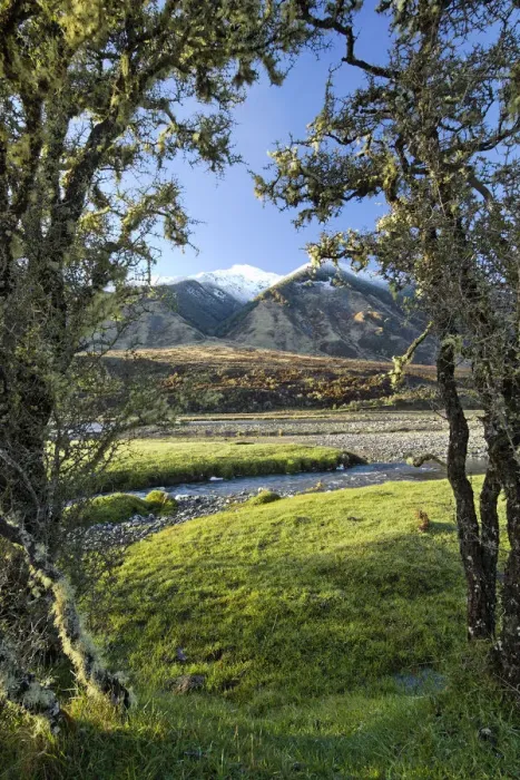Framed Print : New Zealand, South Island. Matagouri bushes along Hope River Framed Print : New Zealand, South Island. Matagouri bushes along Hope River