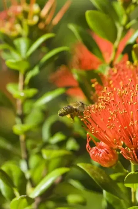 Framed Print : New Zealand, South Island, Ngakawau. Bee feeding on nectar from Rata flower (Metrosideros sp Framed Print : New Zealand, South Island, Ngakawau. Bee feeding on nectar from Rata flower (Metrosideros sp