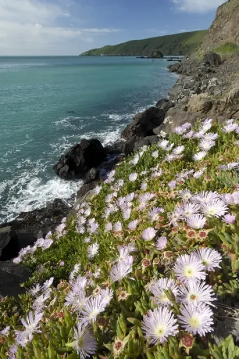 Framed Print : New Zealand, South Island, Oakins Bay. New Zealand Ice plant (Disphyma australe)
