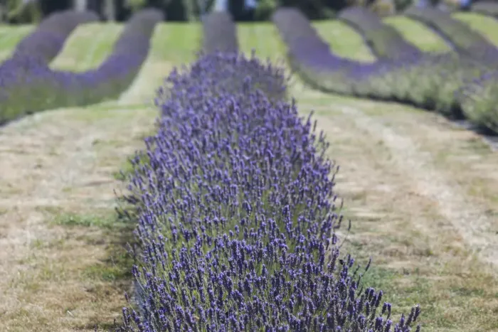 Framed Print : New Zealand, South Island, Otago, Wanaka, lavender farm