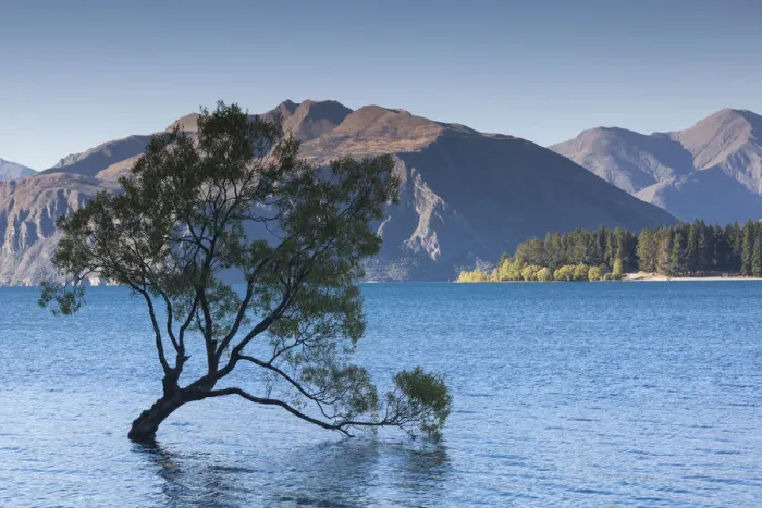 Framed Print : New Zealand, South Island, Otago, Wanaka, Lake Wanaka, solitary tree, dusk