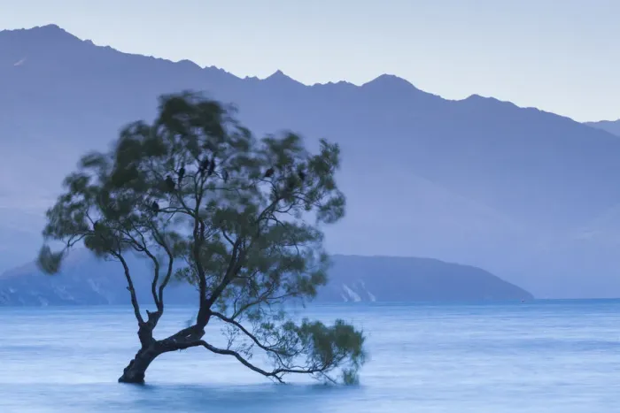 Framed Print : New Zealand, South Island, Otago, Wanaka, Lake Wanaka, solitary tree, dusk Framed Print : New Zealand, South Island, Otago, Wanaka, Lake Wanaka, solitary tree, dusk