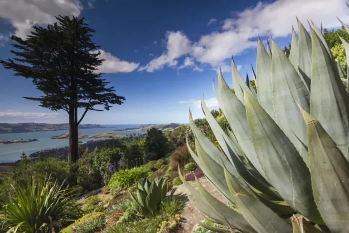 Framed Print : New Zealand, South Island, Otago, Otago Peninsula, Dunedin-area, Larnach Castle Gardens Framed Print : New Zealand, South Island, Otago, Otago Peninsula, Dunedin-area, Larnach Castle Gardens