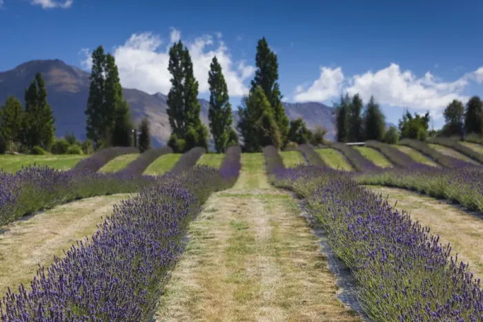 Framed Print : New Zealand, South Island, Otago, Wanaka, lavender farm Framed Print : New Zealand, South Island, Otago, Wanaka, lavender farm