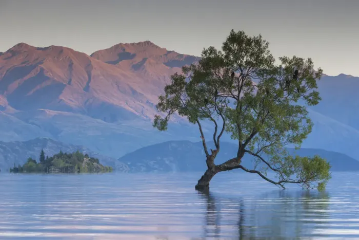 Framed Print : New Zealand, South Island, Otago, Wanaka, Lake Wanaka, solitary tree, dawn Framed Print : New Zealand, South Island, Otago, Wanaka, Lake Wanaka, solitary tree, dawn