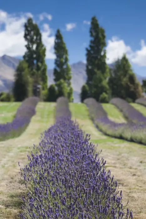 Framed Print : New Zealand, South Island, Otago, Wanaka, lavender farm Framed Print : New Zealand, South Island, Otago, Wanaka, lavender farm