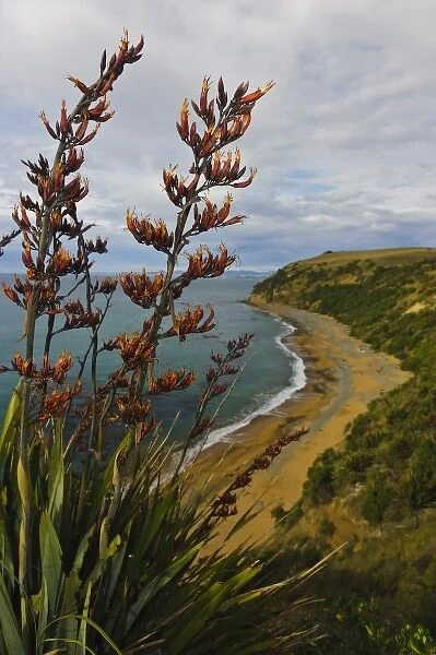 New Zealand, South Island, Otago, Omaru, Bushy Beach Scenic Preserve. View of Bushy Beach