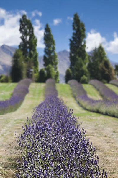 New Zealand, South Island, Otago, Wanaka, lavender farm