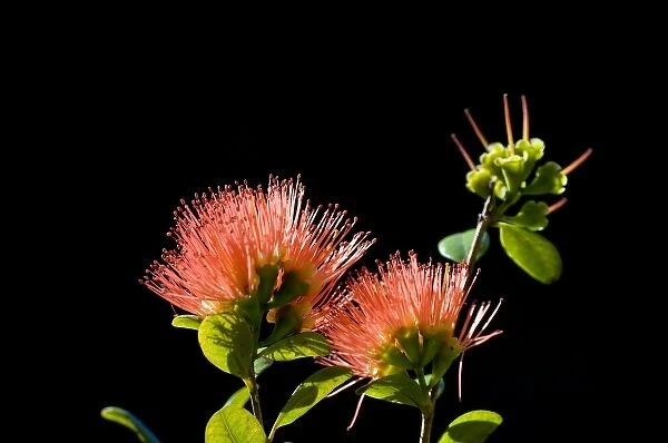 New Zealand, South Island. Rata flower (Metrosideros sp. )