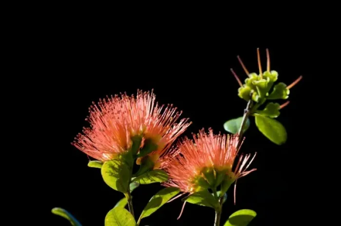 Framed Print : New Zealand, South Island. Rata flower (Metrosideros sp. ) Framed Print : New Zealand, South Island. Rata flower (Metrosideros sp. )