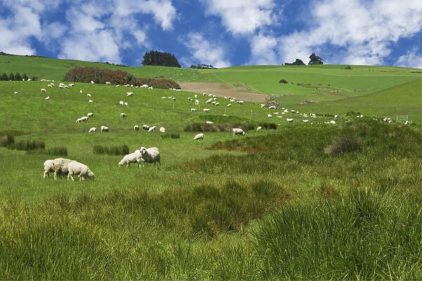 New Zealand, South Island. Sheep graze in pasture