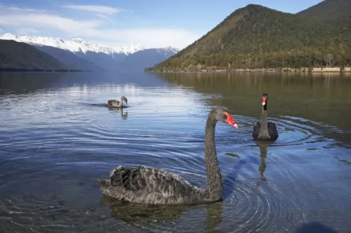 Framed Print : New Zealand, South Island, Tasman District, Nelson Lakes National Park, Black Swans