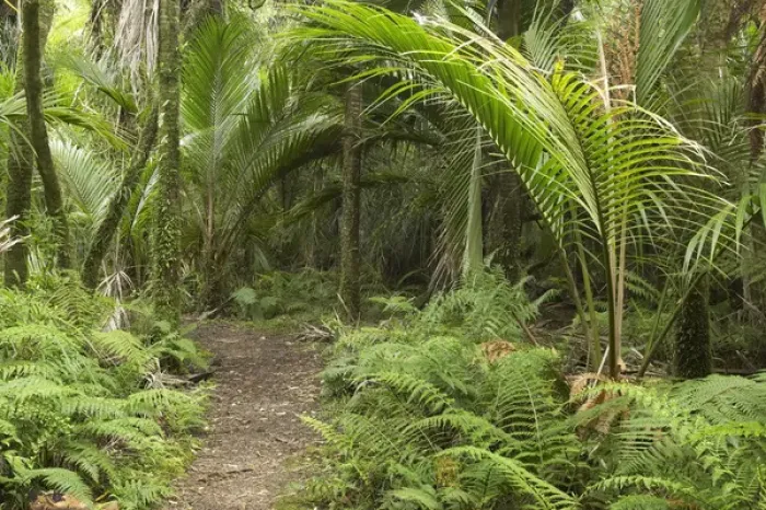 Framed Print : New Zealand, South Island, West Coast, Nikau Palms, Heaphy Track, near Karamea, Kahurangi