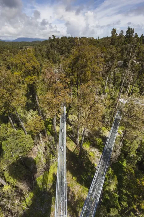 Framed Print : New Zealand, South Island, West Coast, Hokitika, West Coast Treetops Walkway, elevated