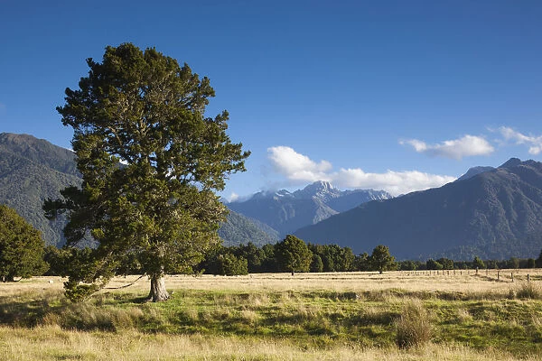 New Zealand, South Island, West Coast, Fox Glacier Village, view of Mt. Tasman and Mt