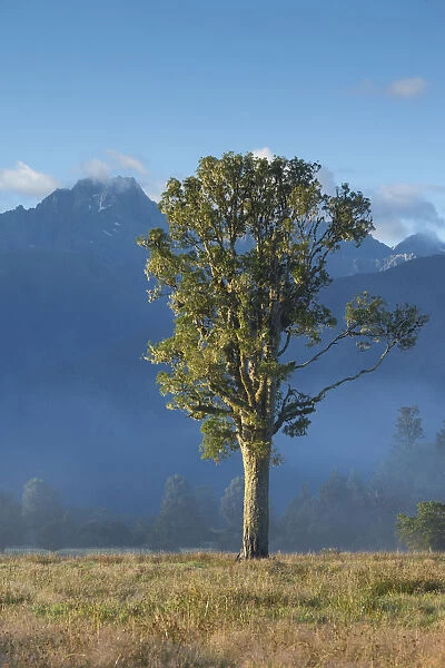 New Zealand, South Island, West Coast, Fox Glacier Village, Mt. Cook and tree, dawn