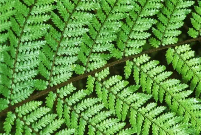 Framed Print : New Zealand, South Island, Westland NP, Fern Detail Framed Print : New Zealand, South Island, Westland NP, Fern Detail