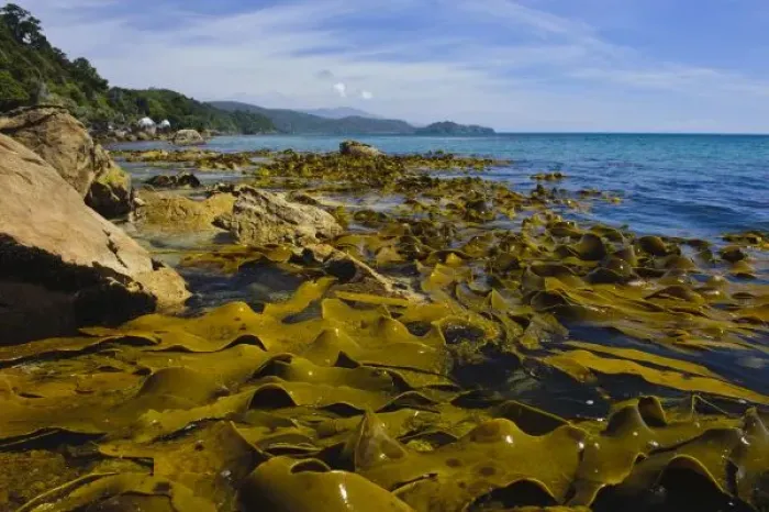 Framed Print : New Zealand, Southland, Stewart Island. Kelp beds along coast at Lee Bay