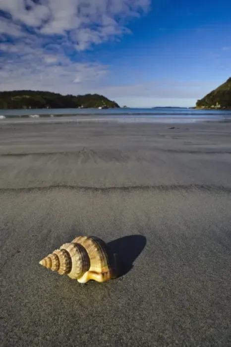 Framed Print : New Zealand, Southland, Stewart Island, Sea shell on the sand beach in Horseshoe Bay Framed Print : New Zealand, Southland, Stewart Island, Sea shell on the sand beach in Horseshoe Bay