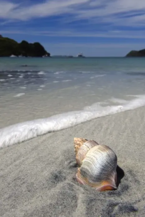 Framed Print : New Zealand, Southland, Stewart Island, Sea shell on the sand beach in Horseshoe Bay Framed Print : New Zealand, Southland, Stewart Island, Sea shell on the sand beach in Horseshoe Bay