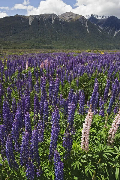 New Zealand. Wild lupine flowers and mountain