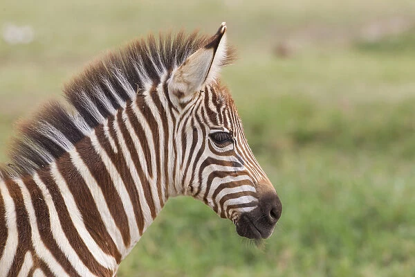 Newborn colt, day or two old, head shot close up, green defocused background, Ngorongoro