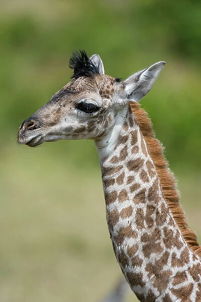 A newborn Masai giraffe, Giraffa camelopardalis Tippelskirchi