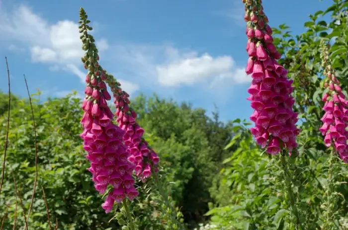 Framed Print : Newbury, Massachusetts, USA, Foxglove at Newbury Perennial Gardens