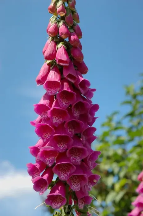Framed Print : Newbury, Massachusetts, USA, Foxglove at Newbury Perennial Gardens Framed Print : Newbury, Massachusetts, USA, Foxglove at Newbury Perennial Gardens