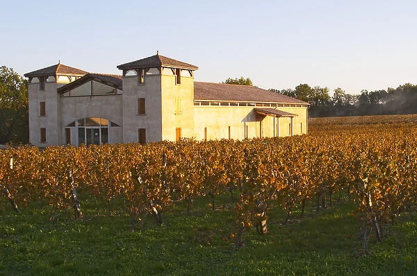 The newly constructed winery building seen over the green yellow golden vineyard