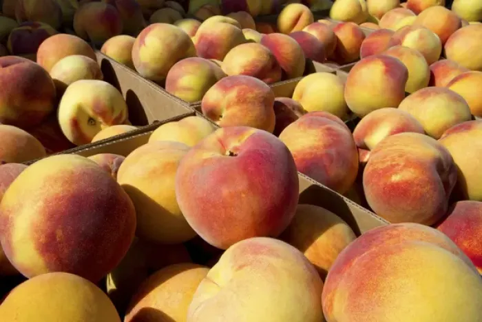 Framed Print : Newly harvested peaches on a farm in Canyon County, Idaho, USA