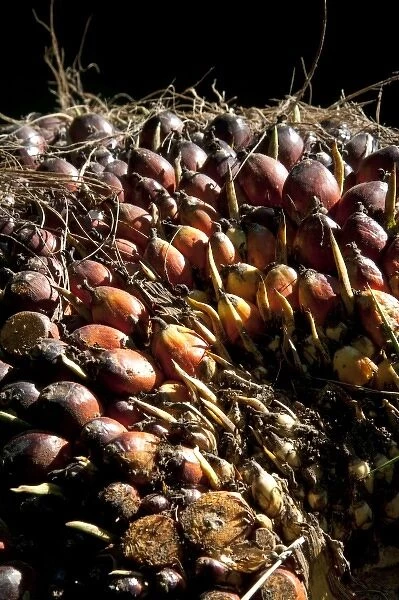 Newly havested oil palm fruit on a plantation near Caldera, Costa Rica
