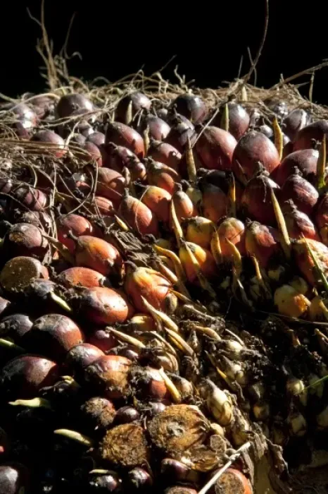 Framed Print : Newly havested oil palm fruit on a plantation near Caldera, Costa Rica