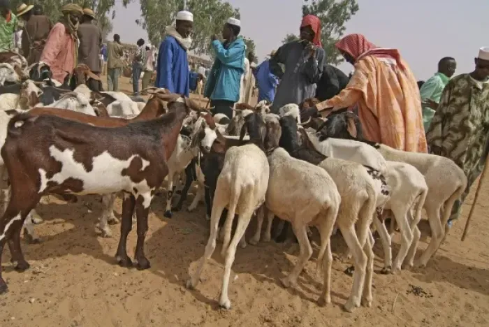 Framed Print : Niger, Boubon, sheep farmer selling goats at the market Framed Print : Niger, Boubon, sheep farmer selling goats at the market