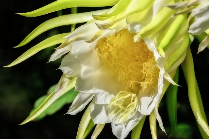 Framed Print : Night-blooming dragon fruit plant Framed Print : Night-blooming dragon fruit plant