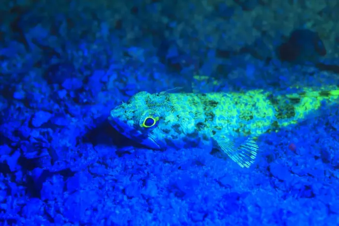 Framed Print : Night dive at Barrier Reef near Saint Georges Caye, Fluorescence emitted at night Framed Print : Night dive at Barrier Reef near Saint Georges Caye, Fluorescence emitted at night
