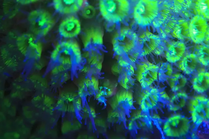 Framed Print : Night dive at Barrier Reef near Saint Georges Caye, Fluorescence emitted at night