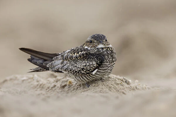 Least nighthawk resting on sandy beach, South Padre Island, Texas