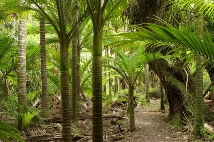 Framed Print : Nikau Palms, Heaphy Framed Print : Nikau Palms, Heaphy