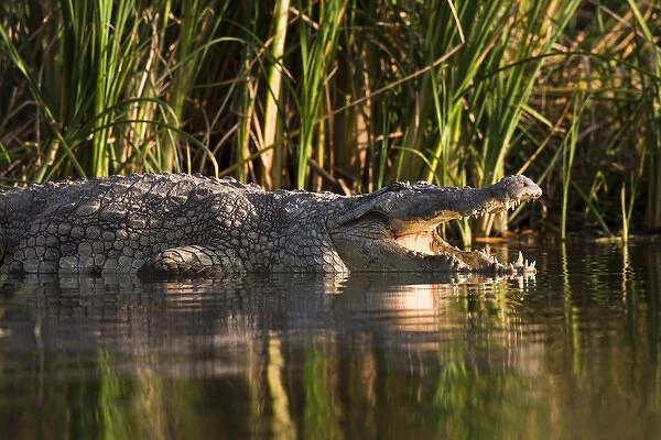 Nile Crocodile (Crocodylus Niloticus) on the shore with mouth wide open, teeth