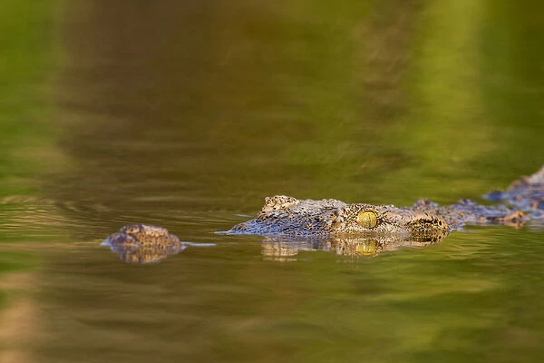 Nile Crocodile (Crocodylus Niloticus) in the water of Lake Chamo, Crocodile Market