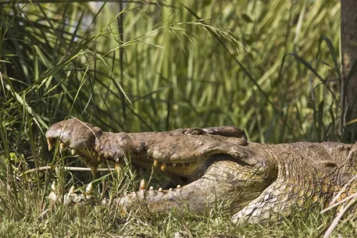 Framed Print : Nile Crocodile (Crocodylus niloticus) at the banks of river Victoria Nile in Murchison Framed Print : Nile Crocodile (Crocodylus niloticus) at the banks of river Victoria Nile in Murchison