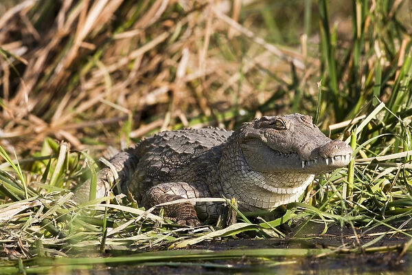 Nile Crocodile (Crocodylus Niloticus) on the shore, Crocodile Market, Lake Chamo