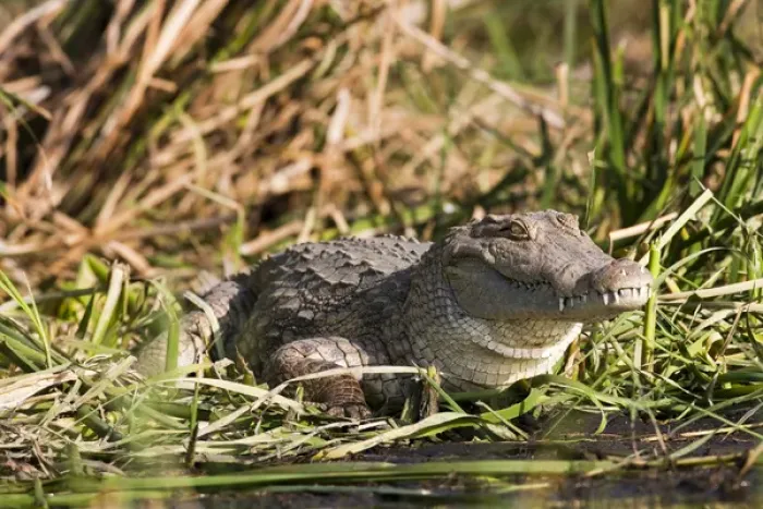 Framed Print : Nile Crocodile (Crocodylus Niloticus) on the shore, Crocodile Market, Lake Chamo