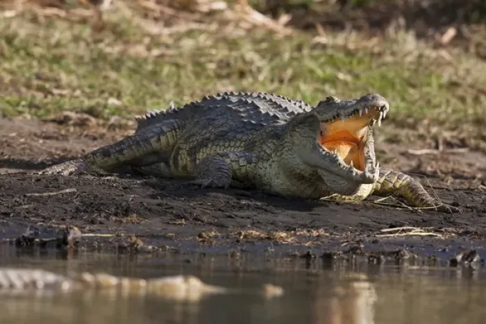 Framed Print : Nile Crocodile (Crocodylus Niloticus) on the shore with mouth wide open, teeth