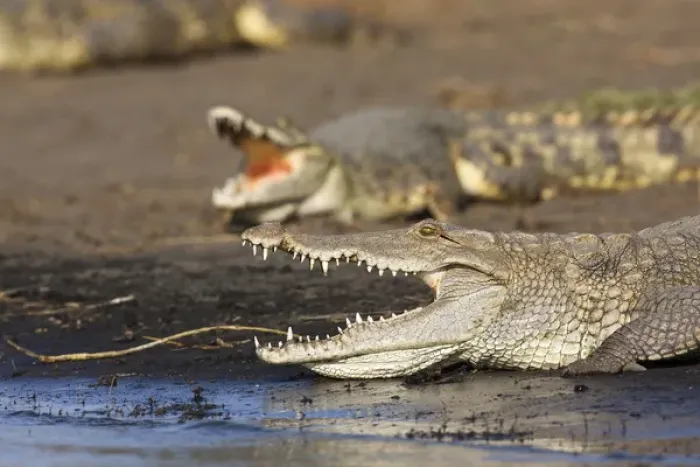 Framed Print : Nile Crocodile (Crocodylus Niloticus) on the shore with mouth wide open, teeth Framed Print : Nile Crocodile (Crocodylus Niloticus) on the shore with mouth wide open, teeth