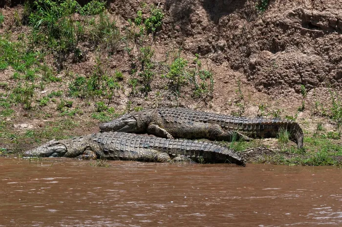 Framed Print : Two Nile crocodiles, Crocodylus niloticus, resting on a bank of the Mara River. Masai Mara National Reserve, Kenya