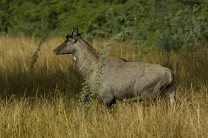 Framed Print : Nilgai or Blue Bull - male (Boselaphus tragocamelus). Bharatpur National Park or Framed Print : Nilgai or Blue Bull - male (Boselaphus tragocamelus). Bharatpur National Park or