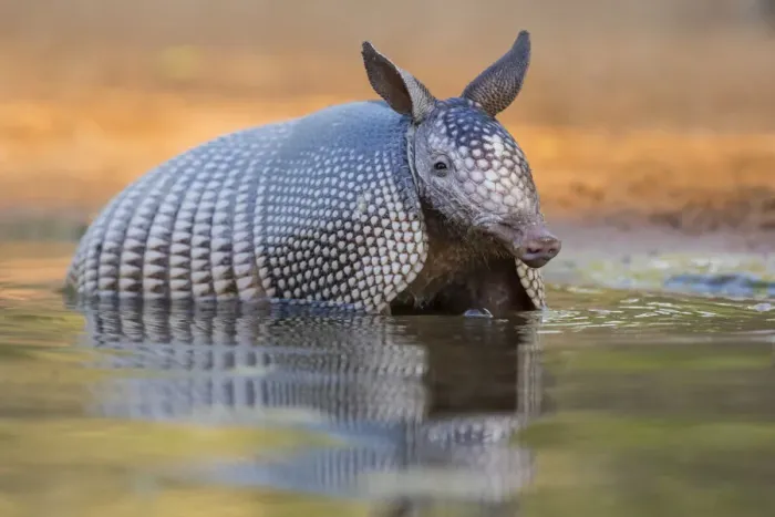 Framed Print : Nine-banded Armadillo (Dasypus novemcinctus) bathing / drinking Framed Print : Nine-banded Armadillo (Dasypus novemcinctus) bathing / drinking