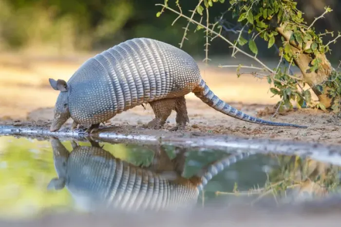Framed Print : Nine-banded Armadillo (Dasypus novemcinctus) drinking Framed Print : Nine-banded Armadillo (Dasypus novemcinctus) drinking